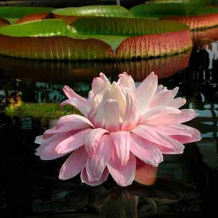 Лотос Гигантский Виктория Амазонская 2 шт Лотос Гигантский Виктория Амазонская 2 шт