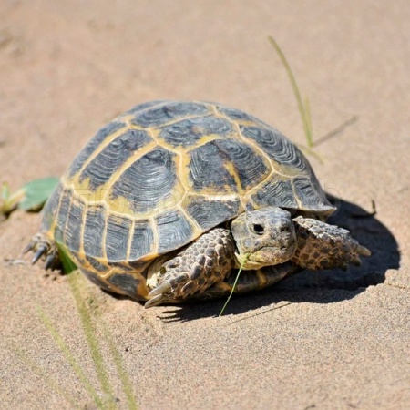 Черепаха среднеазиатская Черепаха среднеазиатская