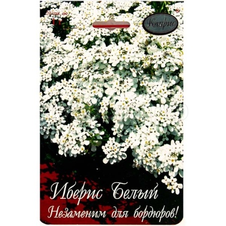 Иберис Белый Снежный ковер 20*1  Иберис Белый Снежный ковер 20*1