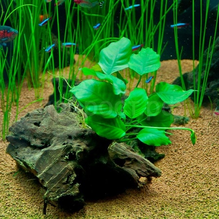 Растение в ассортименте группа 1 Растение в ассортименте группа 1