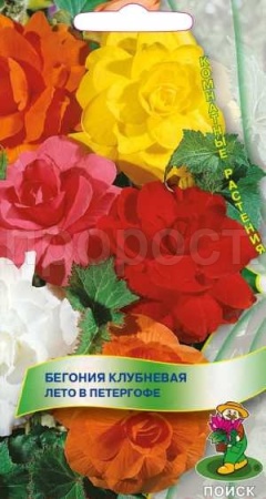 Бегония клубневая Лето в Петергофе 15шт 