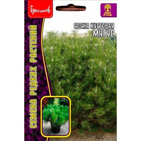 Сосна кустовая Муугус 10 шт