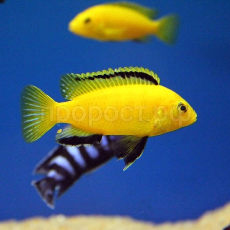 Цихлида ассорти S Цихлида ассорти S