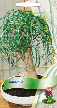 Бокарнея 5шт Бокарнея 5шт