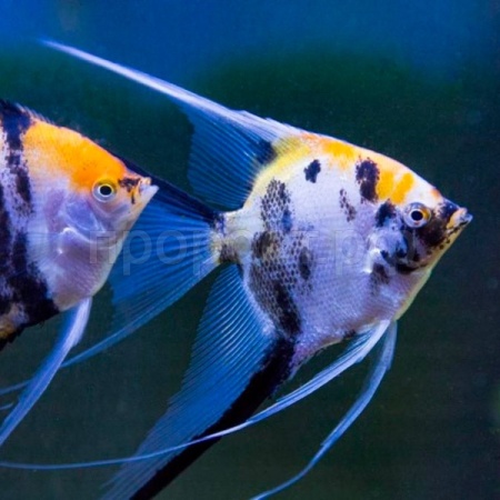 Скалярия микс L Скалярия микс L