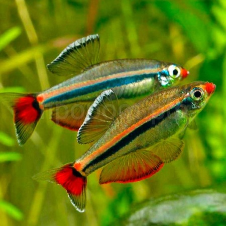 Кардинал  Кардинал