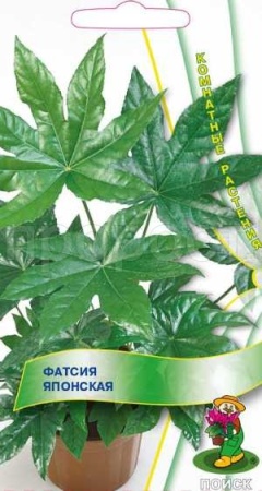 Фатсия японская Аралия 3шт Фатсия японская Аралия 3шт