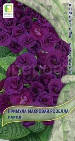 Примула махровая Розелла Парпл 5шт