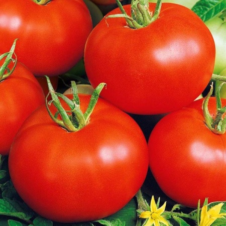 Томат Бобкат F1 10шт