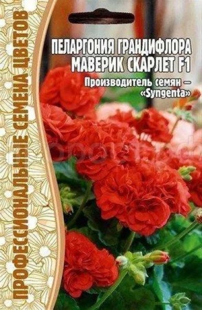 Пеларгония грандифлора Маверик Скарлет F1 3шт Пеларгония грандифлора Маверик Скарлет F1 3шт