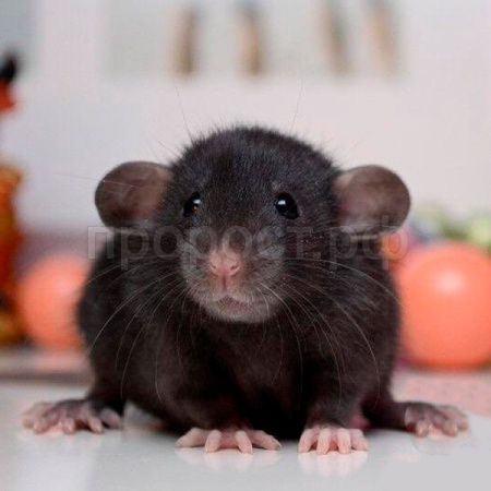 Грызуны Крыса дамбо S Грызуны Крыса дамбо S