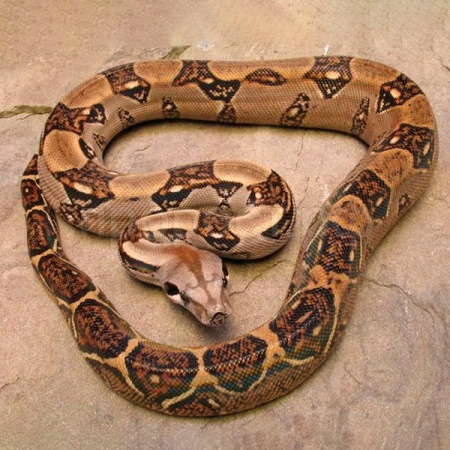 Змея Удав императорский Boa constrictor imperator VPI Змея Удав императорский Boa constrictor imperator VPI