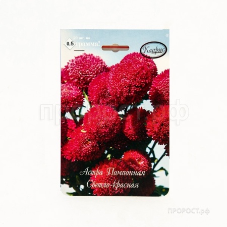 Астра Помпонная светло-красная Совершенство 20*1 Астра Помпонная светло-красная Совершенство 20*1