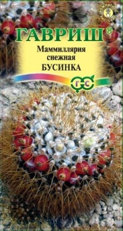 Маммиллярия Бусинка 2 шт Маммиллярия Бусинка 2 шт