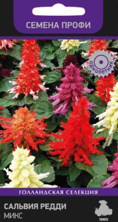 Сальвия Редди Микс 10шт Сальвия Редди Микс 10шт