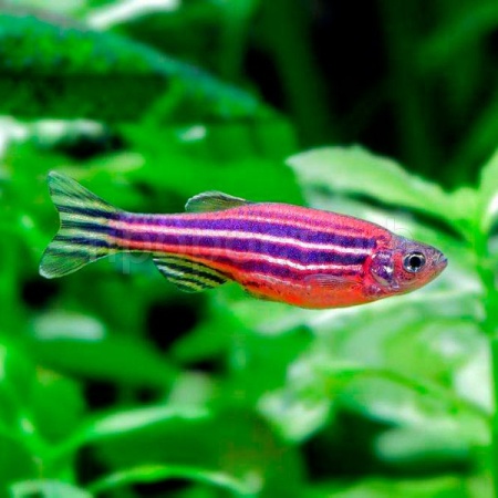 Данио рерио Розовый M Данио рерио Розовый M