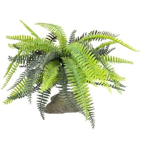 Растение LUCKY REPTILE Bamboo Fern 25см (Германия) IF-101