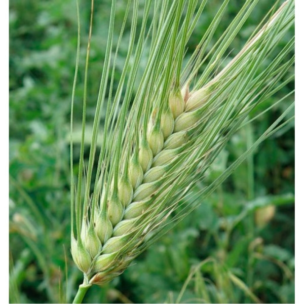 Семена ячменя 0,8 кг