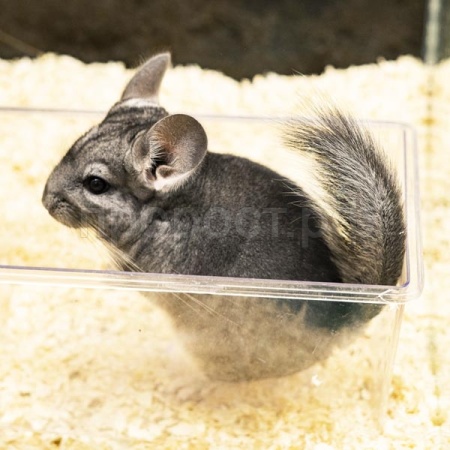 Шиншилла Шиншилла