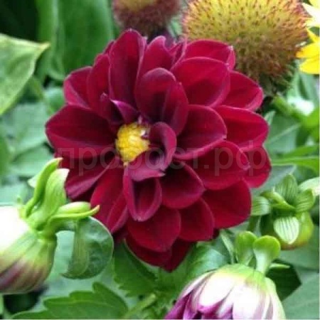 Георгина Фигаро Ред Шейдес 10шт Георгина Фигаро Ред Шейдес 10шт