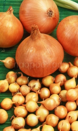 Лук-севок Дедуля 10-22 10кг+-10% + Атлант